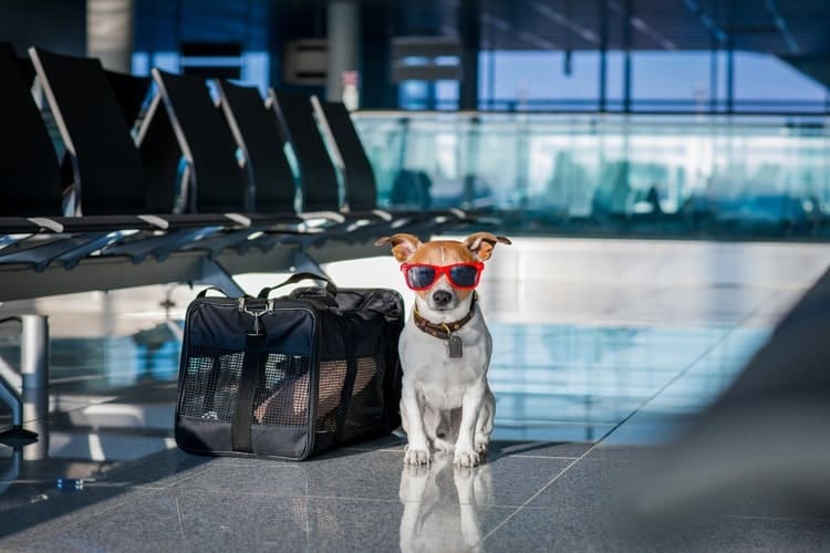 dog-travel-bag