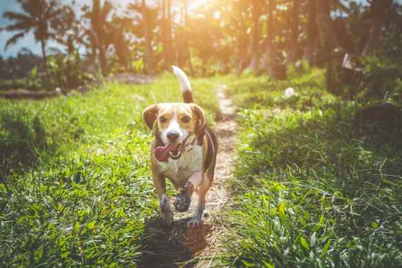 adult beagle walking on grass field